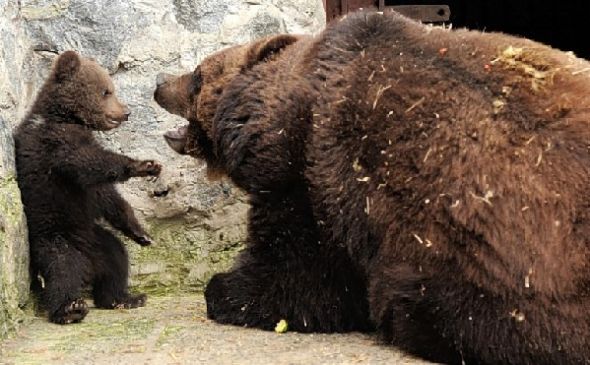 乌克兰一家动物园母棕熊教育幼仔酷似人类(组图)