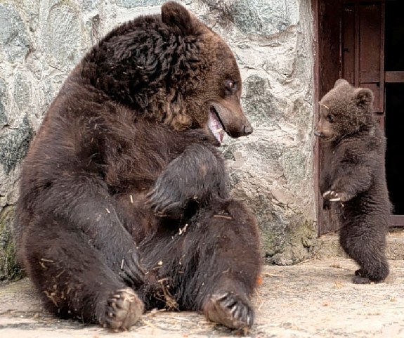 乌克兰一家动物园母棕熊教育幼仔酷似人类(组图)