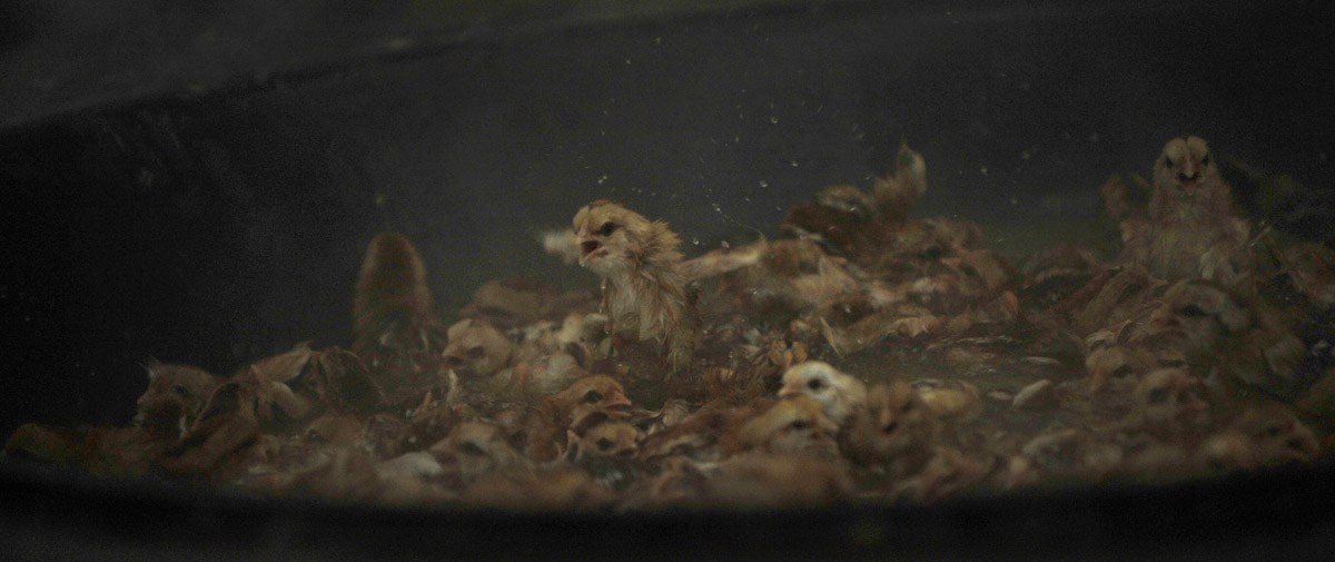 禽流感阴云不散 广东每日上万新生鸡被投入沸水烫死(组图)