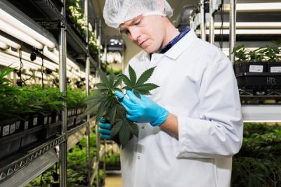 Tweed大麻公司的人員在檢查大麻。（取材自Tweed官網）  