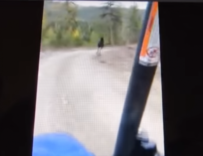 視頻顯示一輛藍色越野車在追逐一隻麋鹿。（取材自Youtube視頻）