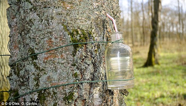 Sweet tasting birch water contains saponins which can help your body absorb less fat