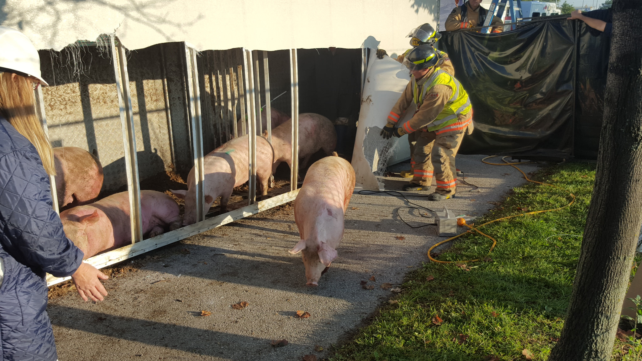 Pigs being corralled after a truck overturned at a slaughterhouse entrance on Oct. 5, 2016. Image credit: David Ritchie