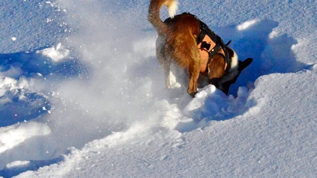 雪崩救援狗是被雪崩掩埋的人的救星