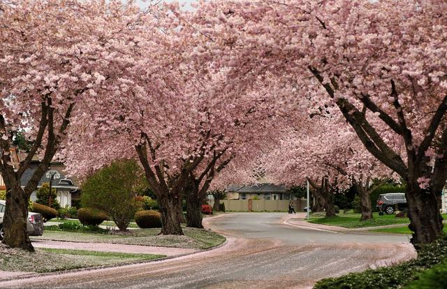 cherry-blossom-sakura-6-728x486.jpg