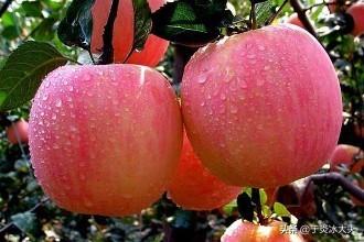 地球上最健康的水果，每一种都能预防健康问题