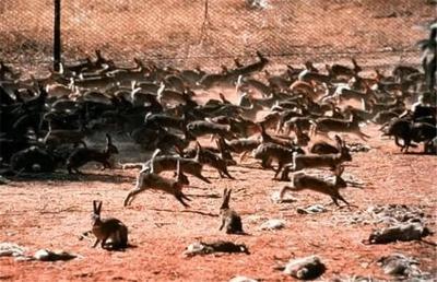 “人兔战争”澳大利亚完败，超过100亿只野兔真吃不完啊！