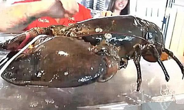 世界上最长寿的龙虾，主人照顾30年，133岁拥有“免死金牌”