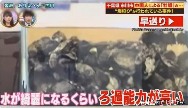 日本江户川生蚝无人挖，中国游客：“让我来吃！”