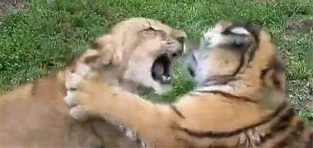 老虎和狮子谁更强，科学家给出了这样的解释